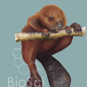 A Baby Beaver on a Branch Awkwardly Climbing. Castor canadensis