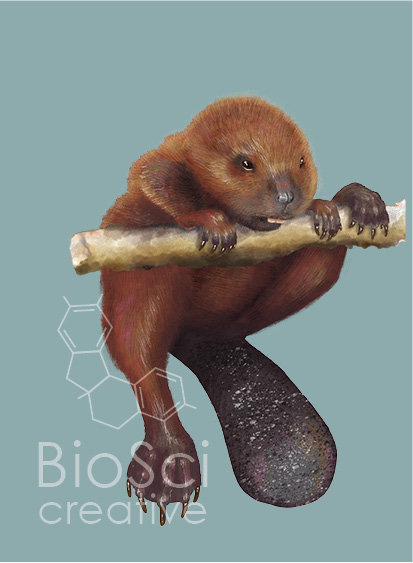 A Baby Beaver on a Branch Awkwardly Climbing. Castor canadensis