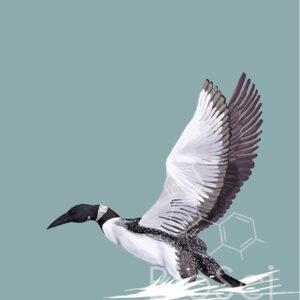 Gavia Immer, common loon on grey background