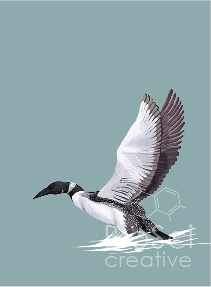 Gavia Immer, common loon on grey background