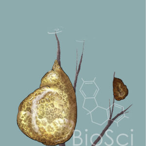 Digital Illustration of a Bryozoan, Pectinatella magnifica, attached to an underwater branch.