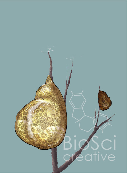 Digital Illustration of a Bryozoan, Pectinatella magnifica, attached to an underwater branch.