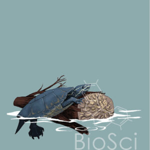 an Illustration of a Musk turtle climbing up a log, Sternotherus odoratus