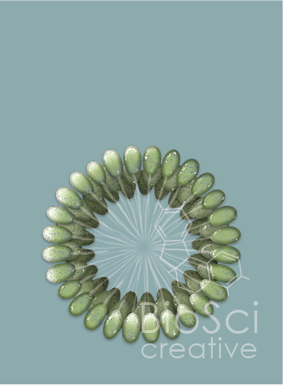 Toxic Cyanobacteria Illustration on a grey background with BioSci Creative Watermark. -