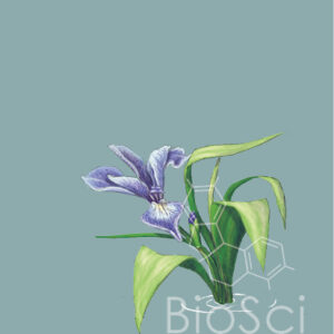 A digital illustration of a blue flag iris on a grey background