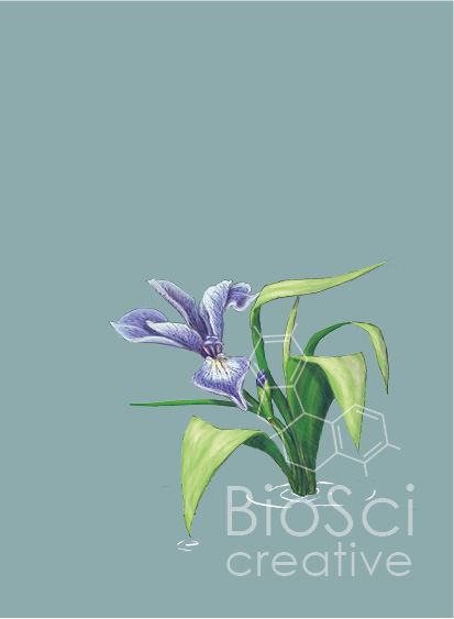 A digital illustration of a blue flag iris on a grey background