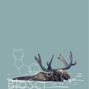 Moose in water illustration