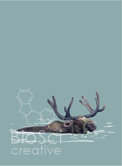 Moose in water illustration