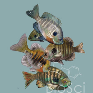 Bluegill, Lepomis macrochirus, Illustration with a BioSci Creative Logo Watermark