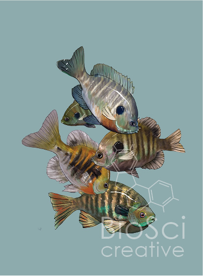 Bluegill, Lepomis macrochirus, Illustration with a BioSci Creative Logo Watermark
