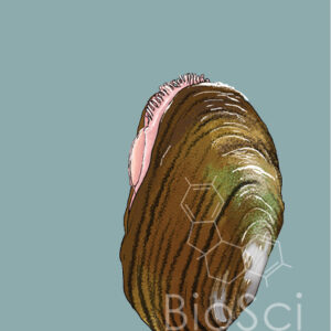 Illustration of an Eastern elliptio Mussel