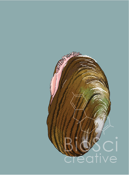 Illustration of an Eastern elliptio Mussel