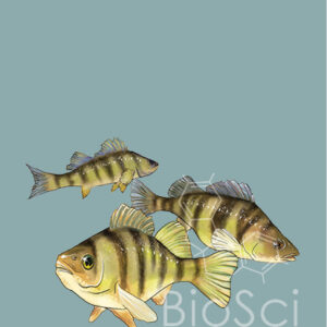 A print of a small school of perch, Perca flavescens, illustrated