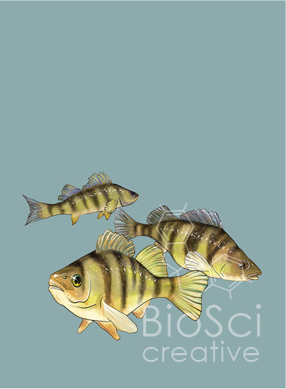 A print of a small school of perch, Perca flavescens, illustrated