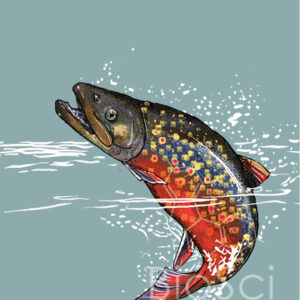 An illustration of a very colorful rainbow trout turning and emerging from the water. Oncorhynchus mykiss