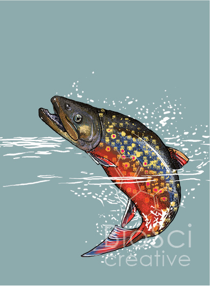 An illustration of a very colorful rainbow trout turning and emerging from the water. Oncorhynchus mykiss