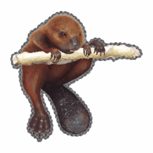 A Baby Beaver on a Branch Awkwardly Climbing. Castor canadensis