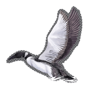 Sticker of a Loon landing on water. Gavia immer