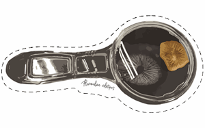 Magnifying Glass of a Mushroom Spore Print