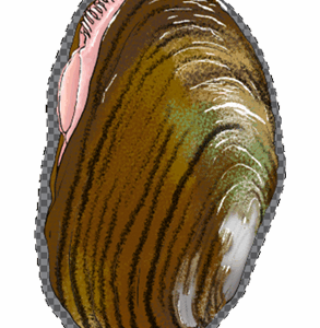 Illustration, Sticker sized of an Eastern elliptio Mussel