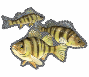 A sticker of a small school of perch, Perca flavescens, illustrated