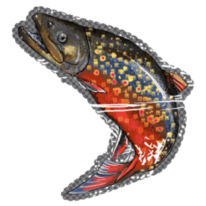 An illustration of a very colorful rainbow trout turning and emerging from the water. Oncorhynchus mykiss