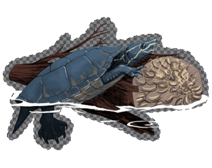 an Illustration of a Musk turtle climbing up a log, Sternotherus odoratus
