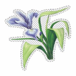 Illustration of a blue flag iris as a clear sticker