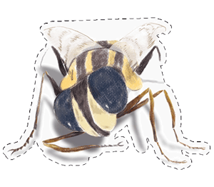 Narrow Headed Marsh Fly (kinda looks like a bee) giving a dab. A sticker.