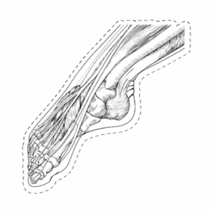 Line Drawing of a Foot as a sticker