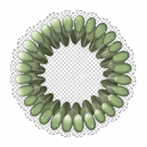 Green digital illustration sticker of Woronichinia cyanobacteria.