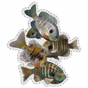 Bluegill Fish Sticker, 2.63" x 3.01", Lepomis macrochirus