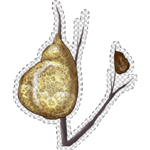 Bryozoan Sticker 2.5"x3", Pectinatella magnifica