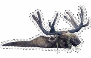 Moose in water sticker image